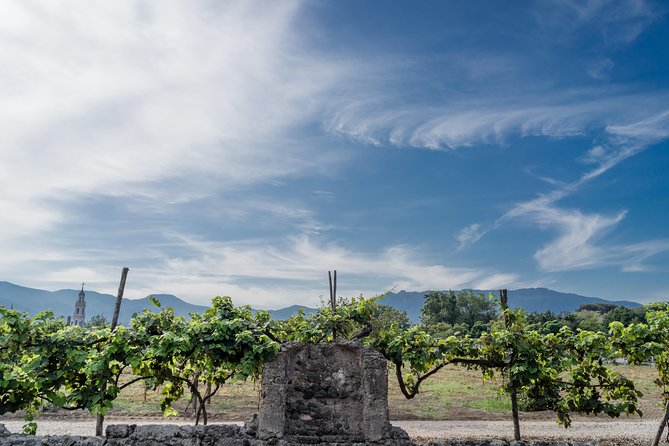 Seafood Lunch & Wine Tasting with Scenic Golf Cart Tour - A Necropolis From 79 AD, Right on the Winery Grounds