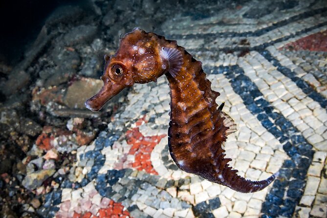 Try Scuba Diving and Underwater Roman Ruins in Baia from Naples - Key things that make this Baia scuba try-out special