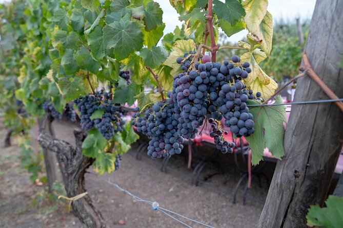 Vesuvius Wine Tasting Experience with Lunch Included - Vineyard walk details you will actually care about
