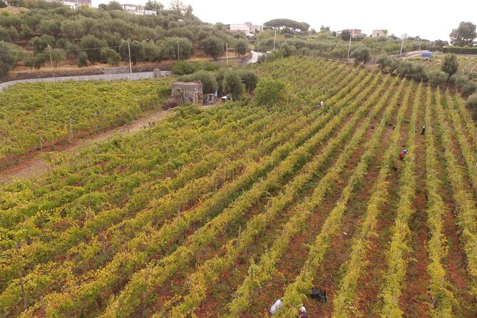 Vesuvius wine tasting with company tour - Terraced Vineyards First, With Practical Comfort Tips
