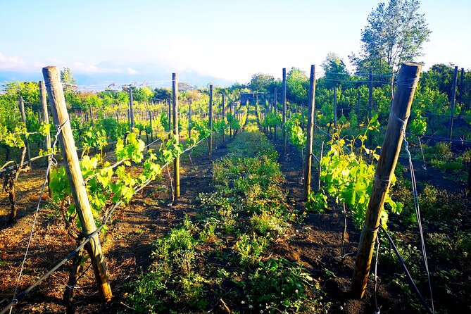 Visit 2 wine producers with tasting and transportation included - Key Highlights You’ll Care About