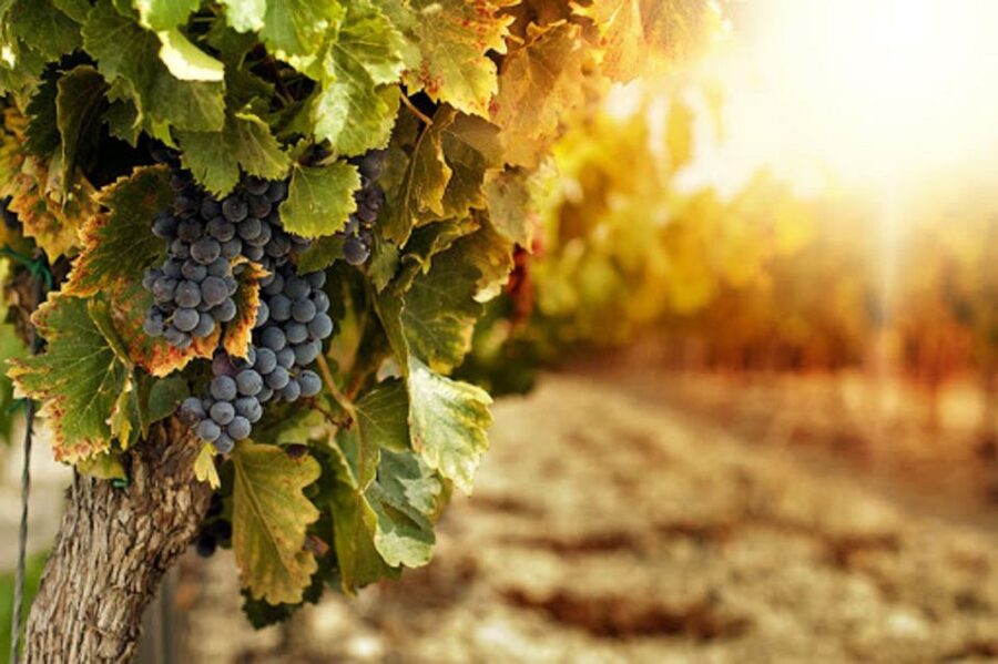 Wine Tasting Experience on the slopes of Vesuvius - The vineyard walk on the volcano slopes