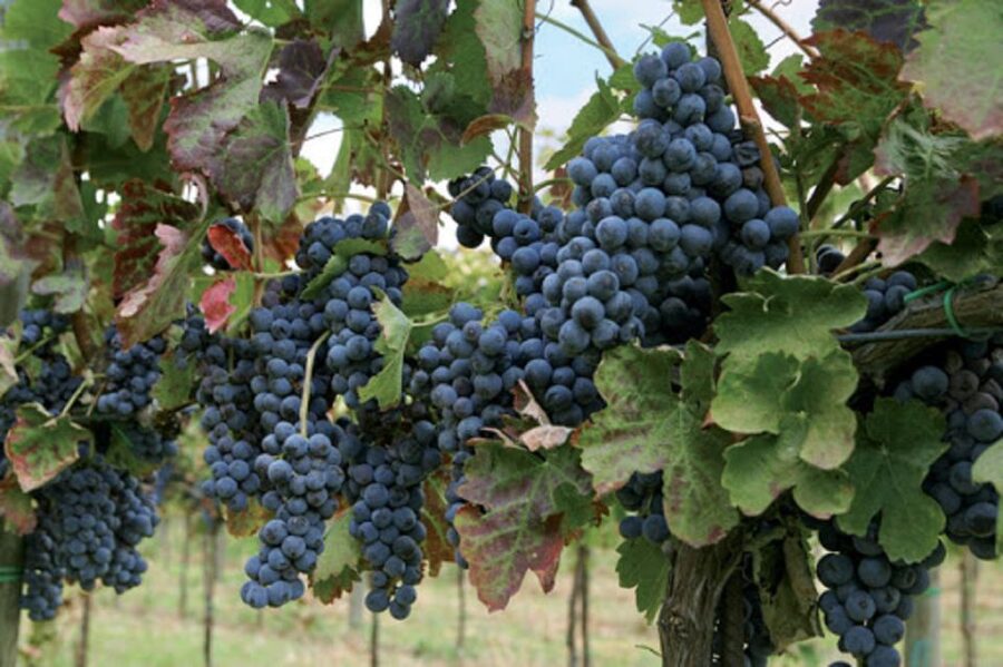 Wine Tasting Experience on the slopes of Vesuvius - Getting up Vesuvius: transfer comfort and real timing
