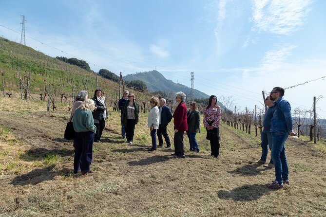 Wine Tasting in Campi Flegrei from Naples - Campi Flegrei volcanic vineyards, and why the flavors feel specific