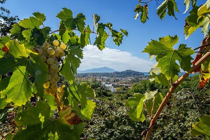 Wine Tasting in Campi Flegrei from Naples - The farmhouse setting: calm garden tasting and time to breathe