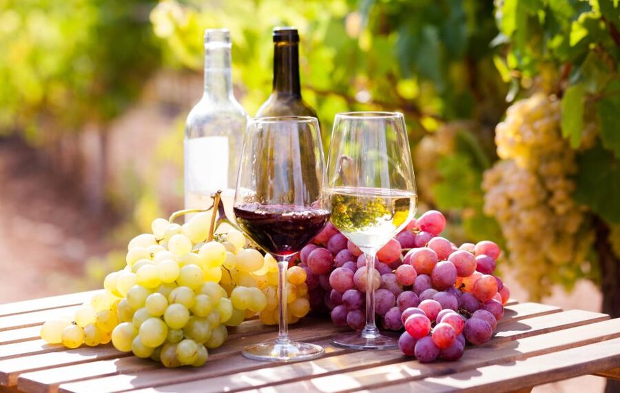 Wine tasting in the Vesuvius National Park - The 4-wine tasting: what to expect and how to taste smarter