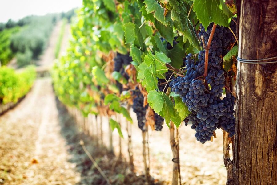 Wine tasting in the Vesuvius National Park - Centuries-old cellars: where the production story becomes real