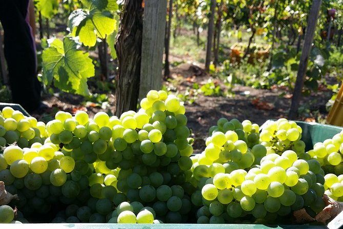 Wine Tour and Lunch with Winetasting and Vineyard Visit - Key highlights you will care about