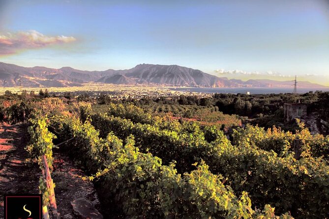 Wine Tour and Lunch with Winetasting and Vineyard Visit - Naples pickup to vineyard pacing, what the day feels like