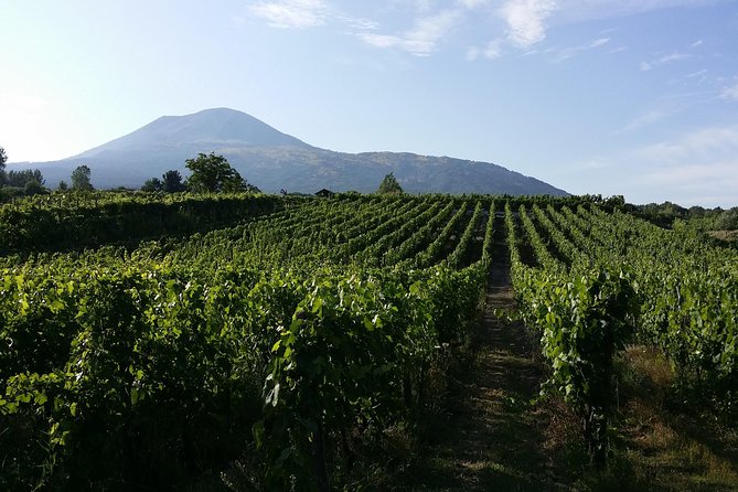 Wine Tour and Lunch with Winetasting and Vineyard Visit - Where this tour fits best (and who should choose something else)