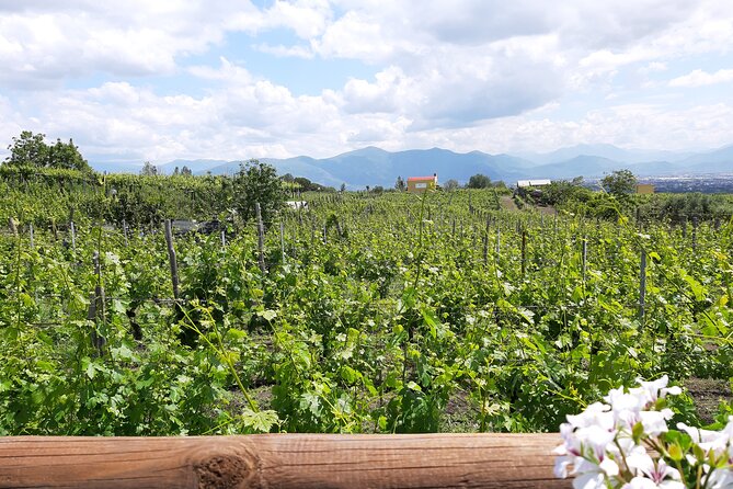 Wine Tour and Lunch with Winetasting and Vineyard Visit - The vineyard and winery visit, where the wine story starts